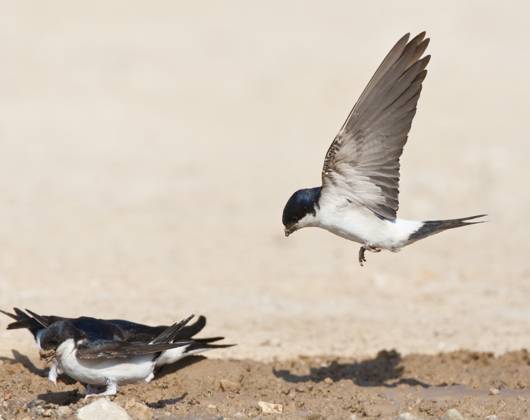 Huiszwaluw, Common House Martin, Delichon urbicum Huiszwaluw in vlucht; Common House Martin (Delichon urbicum) in flight Molivos Lesvos Greece Copyright: xAgamix xMarcxGuytx