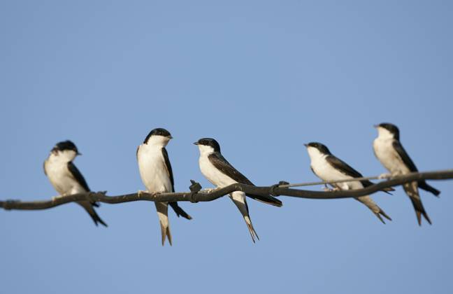 Common House Martin, Delichon urbicum Several Common House Martins (Delichon urbicum) perched on electricity wire in Spain. Spain Copyright: xAgamix xMarkusxVaresvuox xWildxWondersx