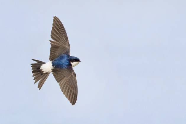 House martin, Flour Swallow Delichon urbica, Delichon urbicum , at Flight from above, Italy, Campania Common House Martin Delichon urbica, Delichon urbicum , Adult in Flight showing upperparts, Italy, Campania BLWS722883 Copyright: xblickwinkel AGAMI S.xGattox