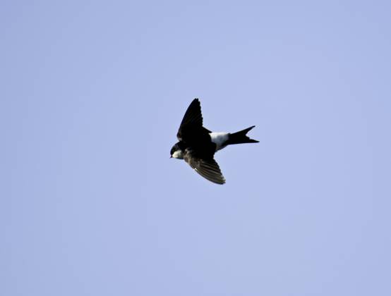 Mehlschwalben (Delichon urbica) House martins (Delichon urbica) Copyright: imageBROKER SunbirdxImages iblmup13650006.jpg