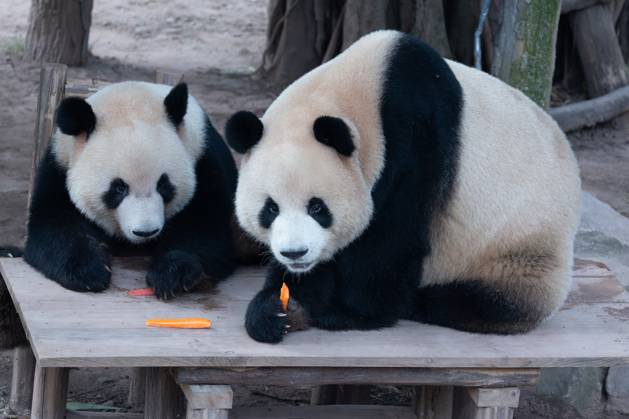 CHONGQING, CHINA - OCTOBER 01: Giant pandas Xingxing and Chenchen enjoy the special treats to celebrate the National Day at Chongqing Zoo on October 1, 2025 in Chongqing, China. Copyright: xVCGx 111594391842