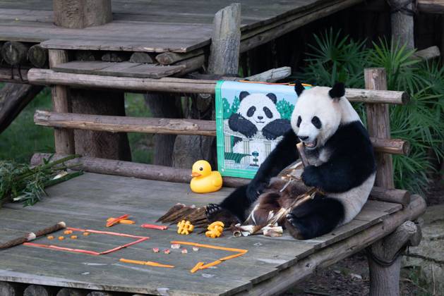 CHONGQING, CHINA - OCTOBER 01: Giant panda Hao Qi enjoys the special treats to celebrate the National Day at Chongqing Zoo on October 1, 2025 in Chongqing, China. Copyright: xVCGx 111594391824