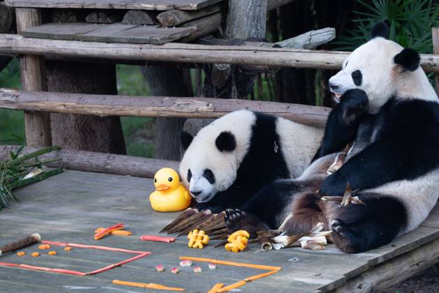 CHONGQING, CHINA - OCTOBER 01: Giant pandas Hao Qi and Qi Ying enjoy the special treats to celebrate the National Day at Chongqing Zoo on October 1, 2025 in Chongqing, China. Copyright: xVCGx 111594391826