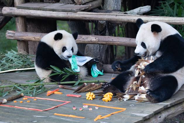 CHONGQING, CHINA - OCTOBER 01: Giant pandas Hao Qi and Qi Ying enjoy the special treats to celebrate the National Day at Chongqing Zoo on October 1, 2025 in Chongqing, China. Copyright: xVCGx 111594391828
