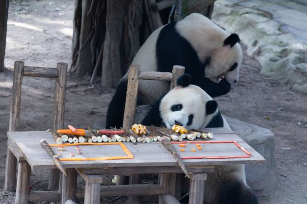 CHONGQING, CHINA - OCTOBER 01: Giant pandas Xingxing and Chenchen enjoy the special treats to celebrate the National Day at Chongqing Zoo on October 1, 2025 in Chongqing, China. Copyright: xVCGx 111594391833