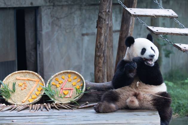 CHONGQING, CHINA - OCTOBER 02: Giant panda Mang Cancan enjoys the special treats to celebrate the National Day at Chongqing Zoo on October 2, 2025 in Chongqing, China.  Copyright: xVCGx 111594638831