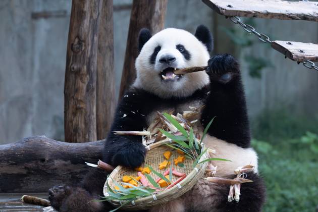 CHONGQING, CHINA - OCTOBER 02: Giant panda Mang Cancan enjoys the special treats to celebrate the National Day at Chongqing Zoo on October 2, 2025 in Chongqing, China.  Copyright: xVCGx 111594638864