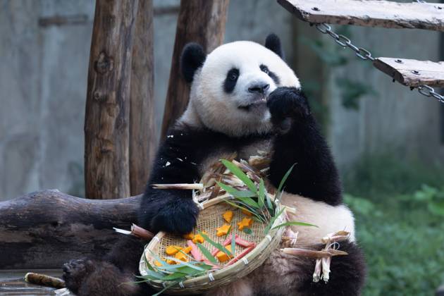 CHONGQING, CHINA - OCTOBER 02: Giant panda Mang Cancan enjoys the special treats to celebrate the National Day at Chongqing Zoo on October 2, 2025 in Chongqing, China.  Copyright: xVCGx 111594638865