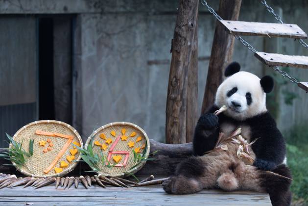 CHONGQING, CHINA - OCTOBER 02: Giant panda Mang Cancan enjoys the special treats to celebrate the National Day at Chongqing Zoo on October 2, 2025 in Chongqing, China.  Copyright: xVCGx 111594638859
