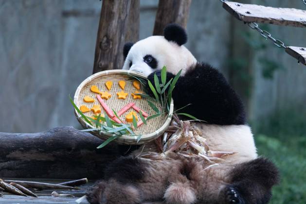 CHONGQING, CHINA - OCTOBER 02: Giant panda Mang Cancan enjoys the special treats to celebrate the National Day at Chongqing Zoo on October 2, 2025 in Chongqing, China.  Copyright: xVCGx 111594638860