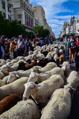 October 19, 2025, Madrid, Madrid, SPAIN: Madrid celebrates the traditional Transhumance Day, when hundreds of sheep and shepherds walk through the historic city center following the ancient droversâ€⠢ routes. The event highlights transhumance as both a cultural and environmental heritage, with flocks passing through Puerta del Sol, Plaza de Cibeles, and other emblematic streets, accompanied by shepherds in traditional attire and folk music. Madrid SPAIN - ZUMAz108 20251019_znp_z108_019 Copyright: xRichardxZubelzux