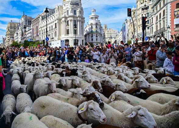 October 19, 2025, Madrid, Madrid, SPAIN: Madrid celebrates the traditional Transhumance Day, when hundreds of sheep and shepherds walk through the historic city center following the ancient droversâ€⠢ routes. The event highlights transhumance as both a cultural and environmental heritage, with flocks passing through Puerta del Sol, Plaza de Cibeles, and other emblematic streets, accompanied by shepherds in traditional attire and folk music. Madrid SPAIN - ZUMAz108 20251019_znp_z108_031 Copyright: xRichardxZubelzux