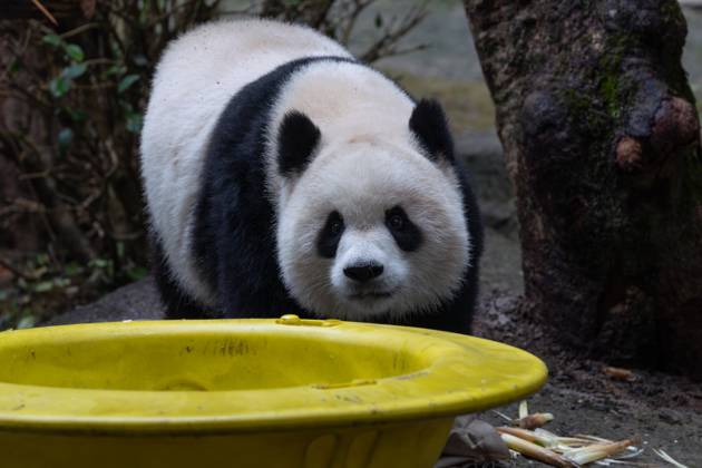 CHONGQING, CHINA - OCTOBER 26: Giant panda Yu Ai plays at Chongqing Zoo on October 26, 2025 in Chongqing, China. Copyright: xVCGx 111599875546