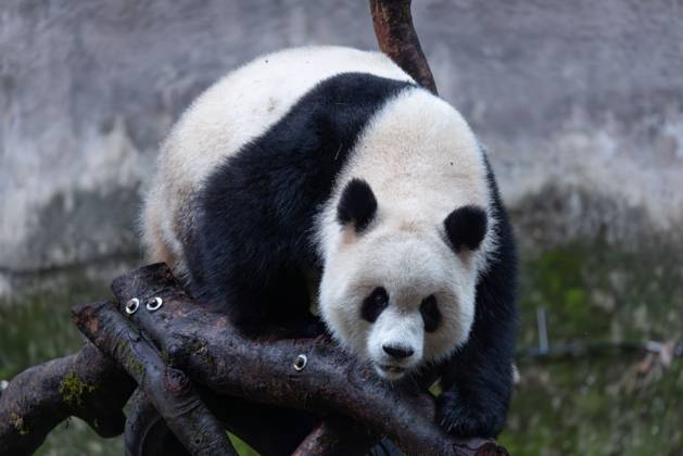 CHONGQING, CHINA - OCTOBER 26: Giant panda Yu Ai plays at Chongqing Zoo on October 26, 2025 in Chongqing, China.  Copyright: xVCGx 111599875541