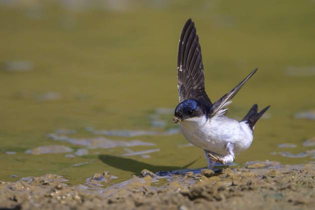 Mehlschwalbe (Delichon urbica) mit ausgebreiteten Flügeln am Ufer eines Gewässers, Pistis, Arbus, Provinz Südsardinien, Italien House Martin (Delichon urbica) with outstretched wings on the bank of a body of water, Pistis, Arbus, South Sardinia, Italy Copyright: imageBROKER MarcusxSiebert ibxmcs18456920.jpg