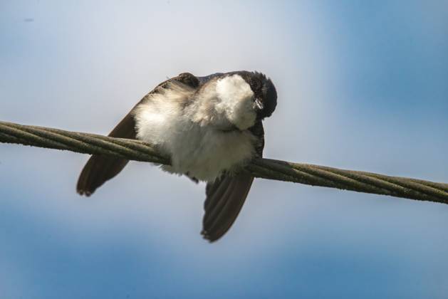 abwehrverhalten, delichon urbica, house martin, mehlschwalbe, parasitenabwehr, birds, passeri, singvögel, songbirds, vögel Defensive behavior, Delichon urbica, house martin, house martins, parasite defense, birds, passeri, songbirds, birds Copyright: imageBROKER FrankxLeo ibxfkl18646378.jpg