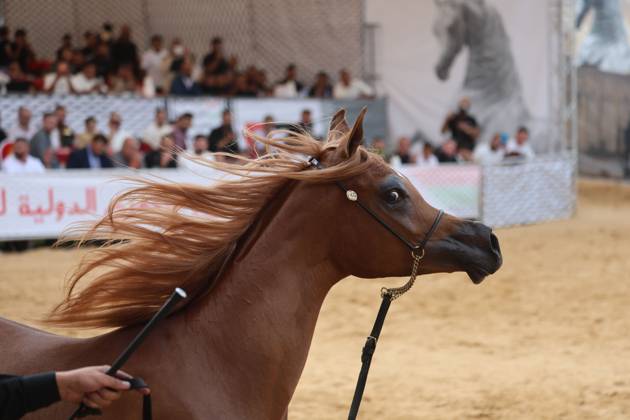 October 2, 2026, Hebron, Palestine, State of: HEBRON, OCCUPIED WEST BANK, OCTOBER 2, 2026: Palestinian riders and horse breeders take part in a three-day Arabian horse beauty show in Hebron, featuring around 300 purebred Arabian horses. Participants from across the West Bank, Jerusalem and Palestinian communities inside Israel gathered for the event, which showcases the characteristics and bloodlines of Arabian horses and promotes horse breeding and equestrian competitions. Organizers and participants hope the event will help develop the Arabian horse show scene in Palestine and create opportunities for riders and breeders to participate in international competitions. Hebron Palestine, State of - ZUMAq101 20261002_zna_q101_207 Copyright: xMosabxShawerx