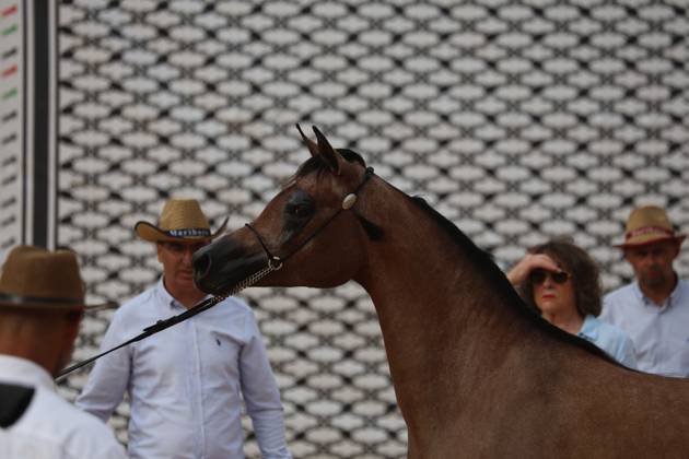 October 2, 2026, Hebron, Palestine, State of: HEBRON, OCCUPIED WEST BANK, OCTOBER 2, 2026: Palestinian riders and horse breeders take part in a three-day Arabian horse beauty show in Hebron, featuring around 300 purebred Arabian horses. Participants from across the West Bank, Jerusalem and Palestinian communities inside Israel gathered for the event, which showcases the characteristics and bloodlines of Arabian horses and promotes horse breeding and equestrian competitions. Organizers and participants hope the event will help develop the Arabian horse show scene in Palestine and create opportunities for riders and breeders to participate in international competitions. Hebron Palestine, State of - ZUMAq101 20261002_zna_q101_200 Copyright: xMosabxShawerx