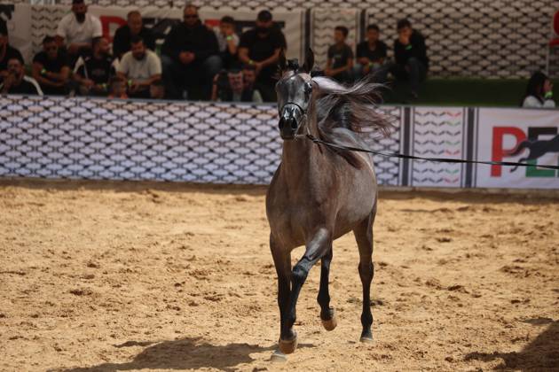 October 2, 2026, Hebron, Palestine, State of: HEBRON, OCCUPIED WEST BANK, OCTOBER 2, 2026: Palestinian riders and horse breeders take part in a three-day Arabian horse beauty show in Hebron, featuring around 300 purebred Arabian horses. Participants from across the West Bank, Jerusalem and Palestinian communities inside Israel gathered for the event, which showcases the characteristics and bloodlines of Arabian horses and promotes horse breeding and equestrian competitions. Organizers and participants hope the event will help develop the Arabian horse show scene in Palestine and create opportunities for riders and breeders to participate in international competitions. Hebron Palestine, State of - ZUMAq101 20261002_zna_q101_201 Copyright: xMosabxShawerx