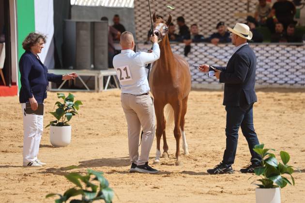 October 2, 2026, Hebron, Palestine, State of: HEBRON, OCCUPIED WEST BANK, OCTOBER 2, 2026: Palestinian riders and horse breeders take part in a three-day Arabian horse beauty show in Hebron, featuring around 300 purebred Arabian horses. Participants from across the West Bank, Jerusalem and Palestinian communities inside Israel gathered for the event, which showcases the characteristics and bloodlines of Arabian horses and promotes horse breeding and equestrian competitions. Organizers and participants hope the event will help develop the Arabian horse show scene in Palestine and create opportunities for riders and breeders to participate in international competitions. Hebron Palestine, State of - ZUMAq101 20261002_zna_q101_204 Copyright: xMosabxShawerx