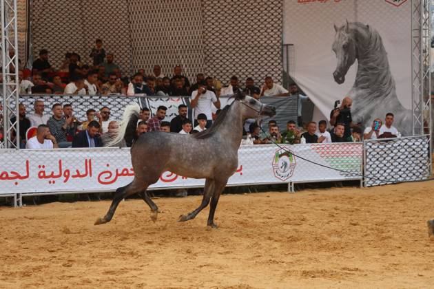 October 2, 2026, Hebron, Palestine, State of: HEBRON, OCCUPIED WEST BANK, OCTOBER 2, 2026: Palestinian riders and horse breeders take part in a three-day Arabian horse beauty show in Hebron, featuring around 300 purebred Arabian horses. Participants from across the West Bank, Jerusalem and Palestinian communities inside Israel gathered for the event, which showcases the characteristics and bloodlines of Arabian horses and promotes horse breeding and equestrian competitions. Organizers and participants hope the event will help develop the Arabian horse show scene in Palestine and create opportunities for riders and breeders to participate in international competitions. Hebron Palestine, State of - ZUMAq101 20261002_zna_q101_198 Copyright: xMosabxShawerx