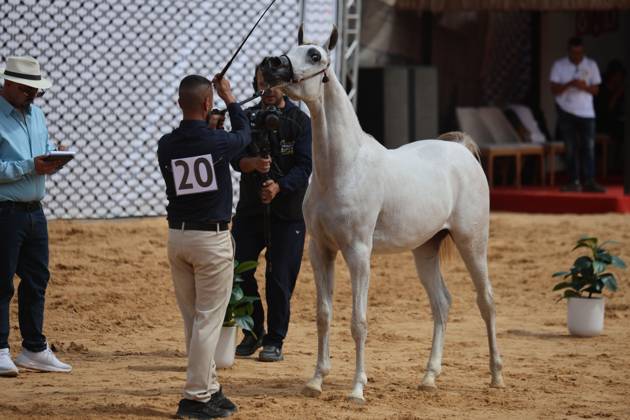 October 2, 2026, Hebron, Palestine, State of: HEBRON, OCCUPIED WEST BANK, OCTOBER 2, 2026: Palestinian riders and horse breeders take part in a three-day Arabian horse beauty show in Hebron, featuring around 300 purebred Arabian horses. Participants from across the West Bank, Jerusalem and Palestinian communities inside Israel gathered for the event, which showcases the characteristics and bloodlines of Arabian horses and promotes horse breeding and equestrian competitions. Organizers and participants hope the event will help develop the Arabian horse show scene in Palestine and create opportunities for riders and breeders to participate in international competitions. Hebron Palestine, State of - ZUMAq101 20261002_zna_q101_186 Copyright: xMosabxShawerx