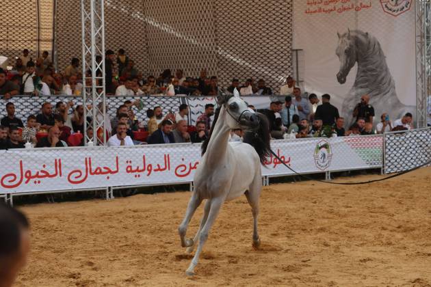 October 2, 2026, Hebron, Palestine, State of: HEBRON, OCCUPIED WEST BANK, OCTOBER 2, 2026: Palestinian riders and horse breeders take part in a three-day Arabian horse beauty show in Hebron, featuring around 300 purebred Arabian horses. Participants from across the West Bank, Jerusalem and Palestinian communities inside Israel gathered for the event, which showcases the characteristics and bloodlines of Arabian horses and promotes horse breeding and equestrian competitions. Organizers and participants hope the event will help develop the Arabian horse show scene in Palestine and create opportunities for riders and breeders to participate in international competitions. Hebron Palestine, State of - ZUMAq101 20261002_zna_q101_192 Copyright: xMosabxShawerx