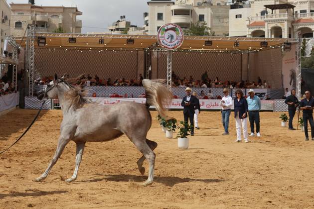 October 2, 2026, Hebron, Palestine, State of: HEBRON, OCCUPIED WEST BANK, OCTOBER 2, 2026: Palestinian riders and horse breeders take part in a three-day Arabian horse beauty show in Hebron, featuring around 300 purebred Arabian horses. Participants from across the West Bank, Jerusalem and Palestinian communities inside Israel gathered for the event, which showcases the characteristics and bloodlines of Arabian horses and promotes horse breeding and equestrian competitions. Organizers and participants hope the event will help develop the Arabian horse show scene in Palestine and create opportunities for riders and breeders to participate in international competitions. Hebron Palestine, State of - ZUMAq101 20261002_zna_q101_188 Copyright: xMosabxShawerx