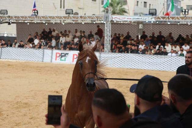 October 2, 2026, Hebron, Palestine, State of: HEBRON, OCCUPIED WEST BANK, OCTOBER 2, 2026: Palestinian riders and horse breeders take part in a three-day Arabian horse beauty show in Hebron, featuring around 300 purebred Arabian horses. Participants from across the West Bank, Jerusalem and Palestinian communities inside Israel gathered for the event, which showcases the characteristics and bloodlines of Arabian horses and promotes horse breeding and equestrian competitions. Organizers and participants hope the event will help develop the Arabian horse show scene in Palestine and create opportunities for riders and breeders to participate in international competitions. Hebron Palestine, State of - ZUMAq101 20261002_zna_q101_185 Copyright: xMosabxShawerx