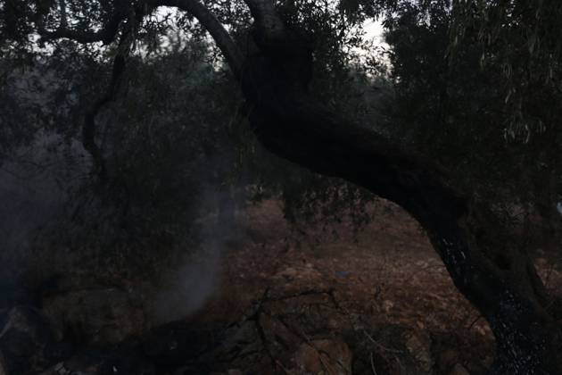 Israeli Settlers Set Fire To Olive Trees And Car Scrap Yard Near Silwad SILWAD, WEST BANK, PALESTINE OCTOBER 4, 2026: Israeli settlers set fire to olive trees and a car scrap yard between the villages of Ein Yabrud and Silwad, according to the information provided. The owner of the repair shop said more than 50 cars were destroyed in the fire. The incident occurred amid ongoing attacks targeting Palestinian property and agricultural land in the area. Fires affecting olive trees and other Palestinian property have also been reported in areas around Silwad. Ramallah Palestine, State of Copyright: x xSalmanxMohsenxAlkhatibx xJNAxPressx