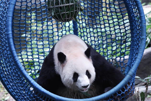 CHONGQING, CHINA - OCTOBER 05: Giant panda Yu Ke plays with a food-dispensing toy while lying in a cradle during the National Day holiday on October 5, 2026 in Chongqing, China. The Chongqing Zoo has prepared various enrichment activities and special treats for the giant pandas to celebrate the holiday.  Copyright: xVCGx 111671965459