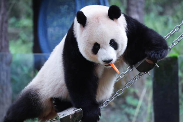 CHONGQING, CHINA - OCTOBER 05: Giant panda Mang Cancan eats fruit on a floating bridge during National Day holiday celebrations on October 5, 2026 in Chongqing, China. The Chongqing Zoo arranged special enrichment activities for the animals to mark the holiday.  Copyright: xVCGx 111671965463