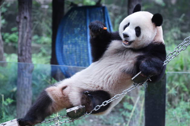 CHONGQING, CHINA - OCTOBER 05: Giant panda Mang Cancan eats fruit on a floating bridge during the National Day holiday on October 5, 2026 in Chongqing, China. The Chongqing Zoo has prepared enrichment activities including food puzzles for the animals to celebrate the holiday.  Copyright: xVCGx 111671965464