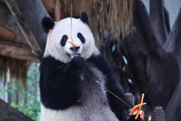 CHONGQING, CHINA - OCTOBER 05: Giant panda Mangzai plays with enrichment items including a skewer at Chongqing Zoo on October 5, 2026 in Chongqing, China. Citizens and tourists visited the zoo to celebrate the National Day holiday.  Copyright: xVCGx 111671965452