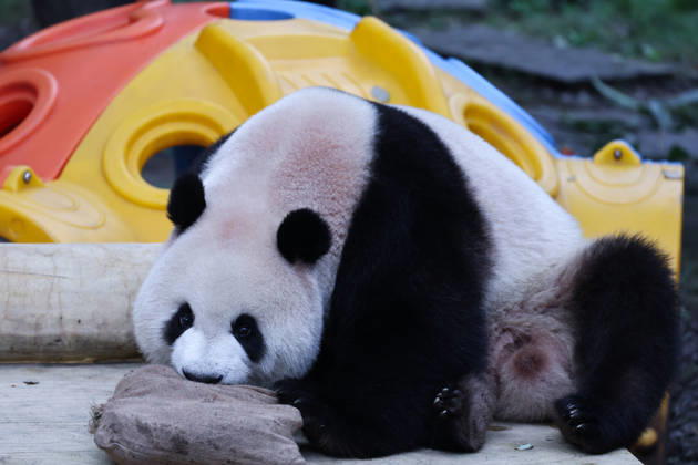 CHONGQING, CHINA - OCTOBER 05: Giant panda Mang Cancan enjoys food enrichment inside a sack on October 5, 2026 in Chongqing, China. The Chongqing Zoo attracted large crowds of visitors during the National Day holiday.  Copyright: xVCGx 111671965453