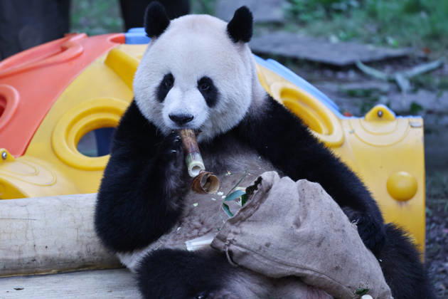 CHONGQING, CHINA - OCTOBER 05: Giant panda Mang Cancan enjoys food from a sack as part of enrichment activities during the National Day holiday on October 5, 2026 in Chongqing, China. The Chongqing Zoo arranged special treats and enrichment items for the giant pandas to celebrate the holiday.  Copyright: xVCGx 111671965454
