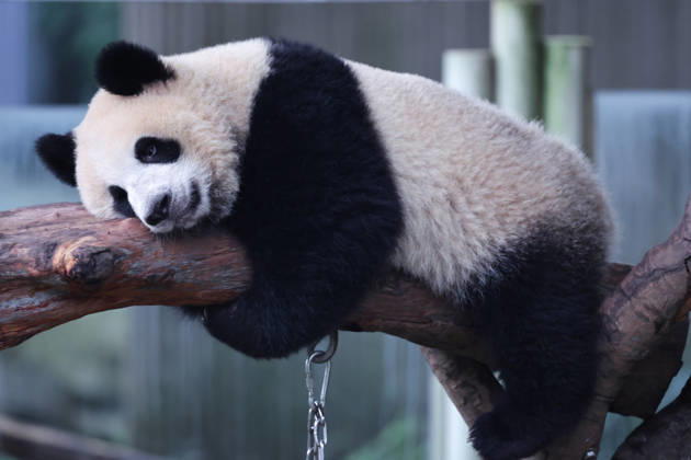 CHONGQING, CHINA - OCTOBER 05: Giant panda Wangshu rests on a tree structure at Chongqing Zoo on October 5, 2026 in Chongqing, China. The zoo attracted large crowds during the National Day holiday with special enrichment activities for the animals.  Copyright: xVCGx 111671965455