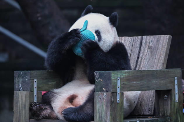 CHONGQING, CHINA - OCTOBER 05: Giant panda Mang Cancan eats fruit at Chongqing Zoo on October 5, 2026 in Chongqing, China. The zoo hosted special enrichment activities including food puzzles for the pandas during the National Day holiday.  Copyright: xVCGx 111671965444