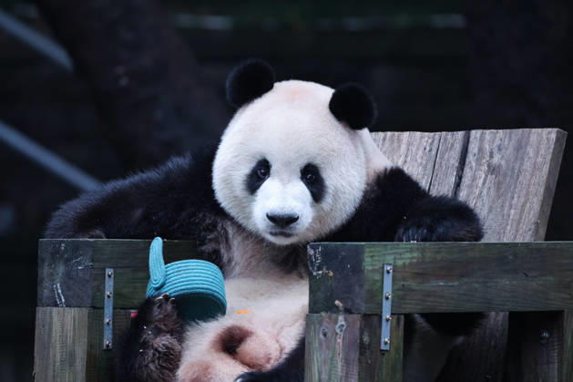 CHONGQING, CHINA - OCTOBER 05: Giant panda Mang Can Can eats fruit during the National Day holiday on October 5, 2026 in Chongqing, China. The Chongqing Zoo attracted numerous visitors during the holiday, where animals participated in enrichment activities.  Copyright: xVCGx 111671965446
