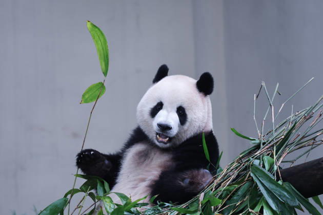 CHONGQING, CHINA - OCTOBER 05: Giant panda Mang Cancan eats bamboo during the National Day holiday on October 5, 2026 in Chongqing, China. The Chongqing Zoo attracted large crowds of visitors during the holiday period, where animals were provided with enrichment activities including food puzzles.  Copyright: xVCGx 111671965449