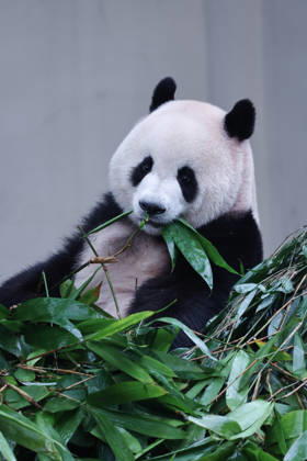 CHONGQING, CHINA - OCTOBER 05: Giant panda Mang Cancan eats bamboo at Chongqing Zoo on October 5, 2026 in Chongqing, China. The zoo attracted large crowds of visitors during the National Day holiday.  Copyright: xVCGx 111671965450