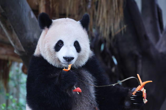 CHONGQING, CHINA - OCTOBER 05: Giant panda Mangzai plays with enrichment items designed to look like skewers at Chongqing Zoo on October 5, 2026 in Chongqing, China. The zoo arranged special activities for the giant pandas during the National Day holiday.  Copyright: xVCGx 111671965451