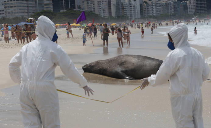 October 6, 2026, Rio De Janeiro, Rio De Janeiro, Brazil: Biologists with the Projeto de Monitoramento de Praias da Bacia de Santos (PMP-BS) monitor a young southern elephant seal (Mirounga leonina) resting on Copacabana Beach in Rio de Janeiro, Brazil, on October 6, 2026, assessing its condition and helping ensure it remains undisturbed. The unusual visitor has drawn attention along the coast in recent days after being spotted in SoÂ£o Conrado, across Guanabara Bay in IcaraoÂ­, NiteroÂ³i, and now Copacabana. The young seal, a species native to colder waters of the Southern Hemisphere, has attracted curious bathers and beachgoers at each stop. Experts advise people to observe the animal from a safe distance and not approach, touch, feed o  - ZUMAk251 20261006_znp_k251_013 Copyright: xBobxKarpx