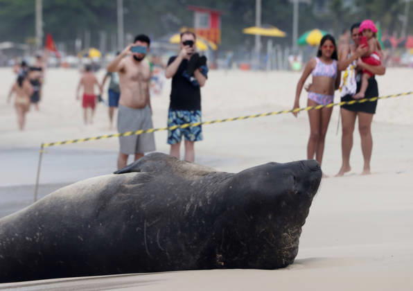 October 6, 2026, Rio De Janeiro, Rio De Janeiro, Brazil: A young southern elephant seal (Mirounga leonina) rests on Copacabana Beach in Rio de Janeiro, Brazil, on October 6, 2026. The unusual visitor has drawn attention along the coast in recent days after being seen in So£o Conrado, across Guanabara Bay in IcaraoÂ, Nitero³i, and now Copacabana. The young animal, which normally inhabits colder waters of the Southern Hemisphere, has attracted curious bathers and beachgoers at each stop. Experts advise people to observe the animal from a safe distance and not approach, touch, feed or attempt to return it to the water. One possibility raised by experts is that the seal traveled north from southern South America, potentially from the regi - ZUMAk251 20261006_znp_k251_002 Copyright: xBobxKarpx