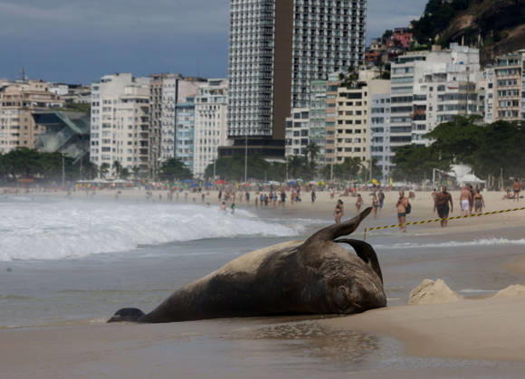 October 6, 2026, Rio De Janeiro, Rio De Janeiro, Brazil: A young southern elephant seal (Mirounga leonina) rests on Copacabana Beach in Rio de Janeiro, Brazil, on October 6, 2026. The unusual visitor has drawn attention along the coast in recent days after being seen in So£o Conrado, across Guanabara Bay in IcaraoÂ, Nitero³i, and now Copacabana. The young animal, which normally inhabits colder waters of the Southern Hemisphere, has attracted curious bathers and beachgoers at each stop. Experts advise people to observe the animal from a safe distance and not approach, touch, feed or attempt to return it to the water. One possibility raised by experts is that the seal traveled north from southern South America, potentially from the regi - ZUMAk251 20261006_znp_k251_004 Copyright: xBobxKarpx