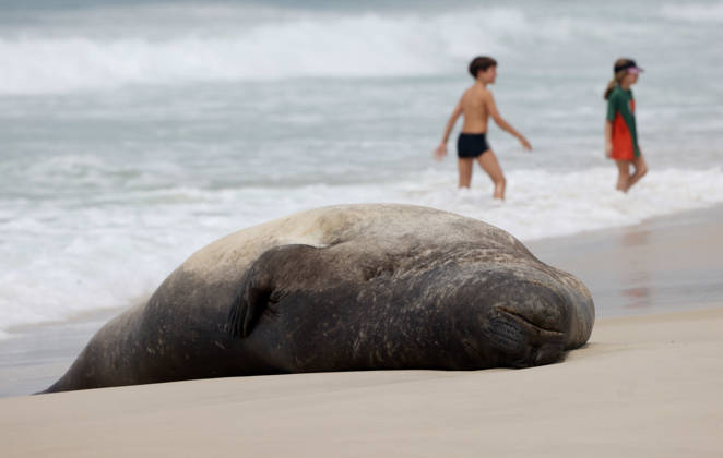 October 6, 2026, Rio De Janeiro, Rio De Janeiro, Brazil: A young southern elephant seal (Mirounga leonina) rests on Copacabana Beach in Rio de Janeiro, Brazil, on October 6, 2026. The unusual visitor has drawn attention along the coast in recent days after being seen in So£o Conrado, across Guanabara Bay in IcaraoÂ, Nitero³i, and now Copacabana. The young animal, which normally inhabits colder waters of the Southern Hemisphere, has attracted curious bathers and beachgoers at each stop. Experts advise people to observe the animal from a safe distance and not approach, touch, feed or attempt to return it to the water. One possibility raised by experts is that the seal traveled north from southern South America, potentially from the regi - ZUMAk251 20261006_znp_k251_005 Copyright: xBobxKarpx