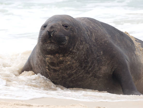 October 6, 2026, Rio De Janeiro, Rio De Janeiro, Brazil: A young southern elephant seal (Mirounga leonina) rests on Copacabana Beach in Rio de Janeiro, Brazil, on October 6, 2026. The unusual visitor has drawn attention along the coast in recent days after being seen in So£o Conrado, across Guanabara Bay in IcaraoÂ, Nitero³i, and now Copacabana. The young animal, which normally inhabits colder waters of the Southern Hemisphere, has attracted curious bathers and beachgoers at each stop. Experts advise people to observe the animal from a safe distance and not approach, touch, feed or attempt to return it to the water. One possibility raised by experts is that the seal traveled north from southern South America, potentially from the regi - ZUMAk251 20261006_znp_k251_007 Copyright: xBobxKarpx