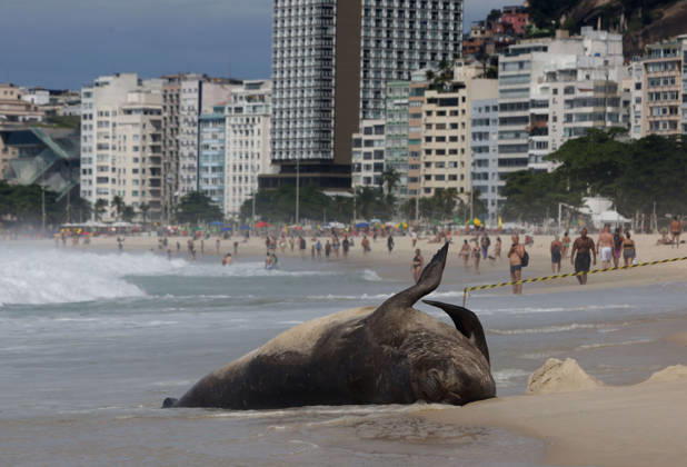 October 6, 2026, Rio De Janeiro, Rio De Janeiro, Brazil: A young southern elephant seal (Mirounga leonina) rests on Copacabana Beach in Rio de Janeiro, Brazil, on October 6, 2026. The unusual visitor has drawn attention along the coast in recent days after being seen in So£o Conrado, across Guanabara Bay in IcaraoÂ, Nitero³i, and now Copacabana. The young animal, which normally inhabits colder waters of the Southern Hemisphere, has attracted curious bathers and beachgoers at each stop. Experts advise people to observe the animal from a safe distance and not approach, touch, feed or attempt to return it to the water. One possibility raised by experts is that the seal traveled north from southern South America, potentially from the regi - ZUMAk251 20261006_znp_k251_006 Copyright: xBobxKarpx