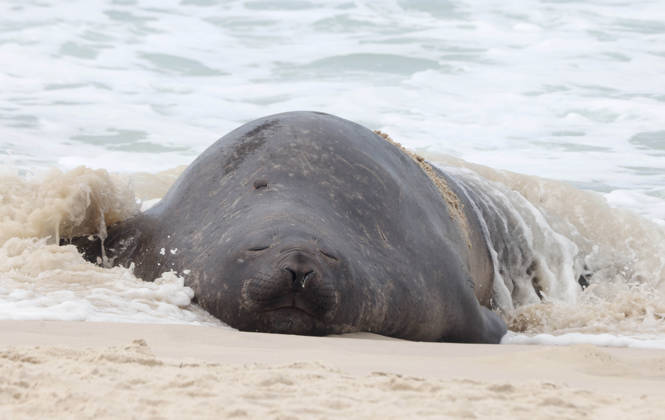 October 6, 2026, Rio De Janeiro, Rio De Janeiro, Brazil: A young southern elephant seal (Mirounga leonina) rests on Copacabana Beach in Rio de Janeiro, Brazil, on October 6, 2026. The unusual visitor has drawn attention along the coast in recent days after being seen in So£o Conrado, across Guanabara Bay in IcaraoÂ, Nitero³i, and now Copacabana. The young animal, which normally inhabits colder waters of the Southern Hemisphere, has attracted curious bathers and beachgoers at each stop. Experts advise people to observe the animal from a safe distance and not approach, touch, feed or attempt to return it to the water. One possibility raised by experts is that the seal traveled north from southern South America, potentially from the regi - ZUMAk251 20261006_znp_k251_009 Copyright: xBobxKarpx