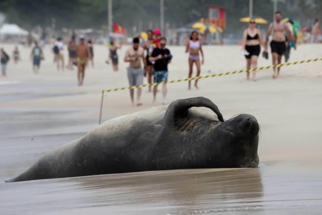 October 6, 2026, Rio De Janeiro, Rio De Janeiro, Brazil: A young southern elephant seal (Mirounga leonina) rests on Copacabana Beach in Rio de Janeiro, Brazil, on October 6, 2026. The unusual visitor has drawn attention along the coast in recent days after being seen in So£o Conrado, across Guanabara Bay in IcaraoÂ, Nitero³i, and now Copacabana. The young animal, which normally inhabits colder waters of the Southern Hemisphere, has attracted curious bathers and beachgoers at each stop. Experts advise people to observe the animal from a safe distance and not approach, touch, feed or attempt to return it to the water. One possibility raised by experts is that the seal traveled north from southern South America, potentially from the regi - ZUMAk251 20261006_znp_k251_010 Copyright: xBobxKarpx